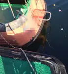 เรือนำร่อง สำหรับขาย