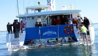 เรือสองลำ (Catamaran) สำหรับขาย
