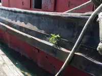 เรือลาก สำหรับขาย