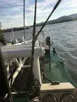 เรือขุด สำหรับขาย