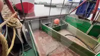 เรือบรรทุกปลาเป็น สำหรับขาย