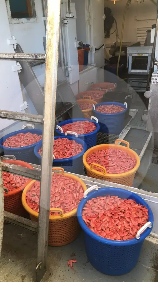 เรือลากอวนแบบ Beam Trawler สำหรับขาย