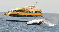 เรือสองลำ (Catamaran) สำหรับขาย