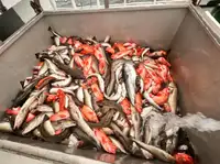 ลากอวนประมง สำหรับขาย